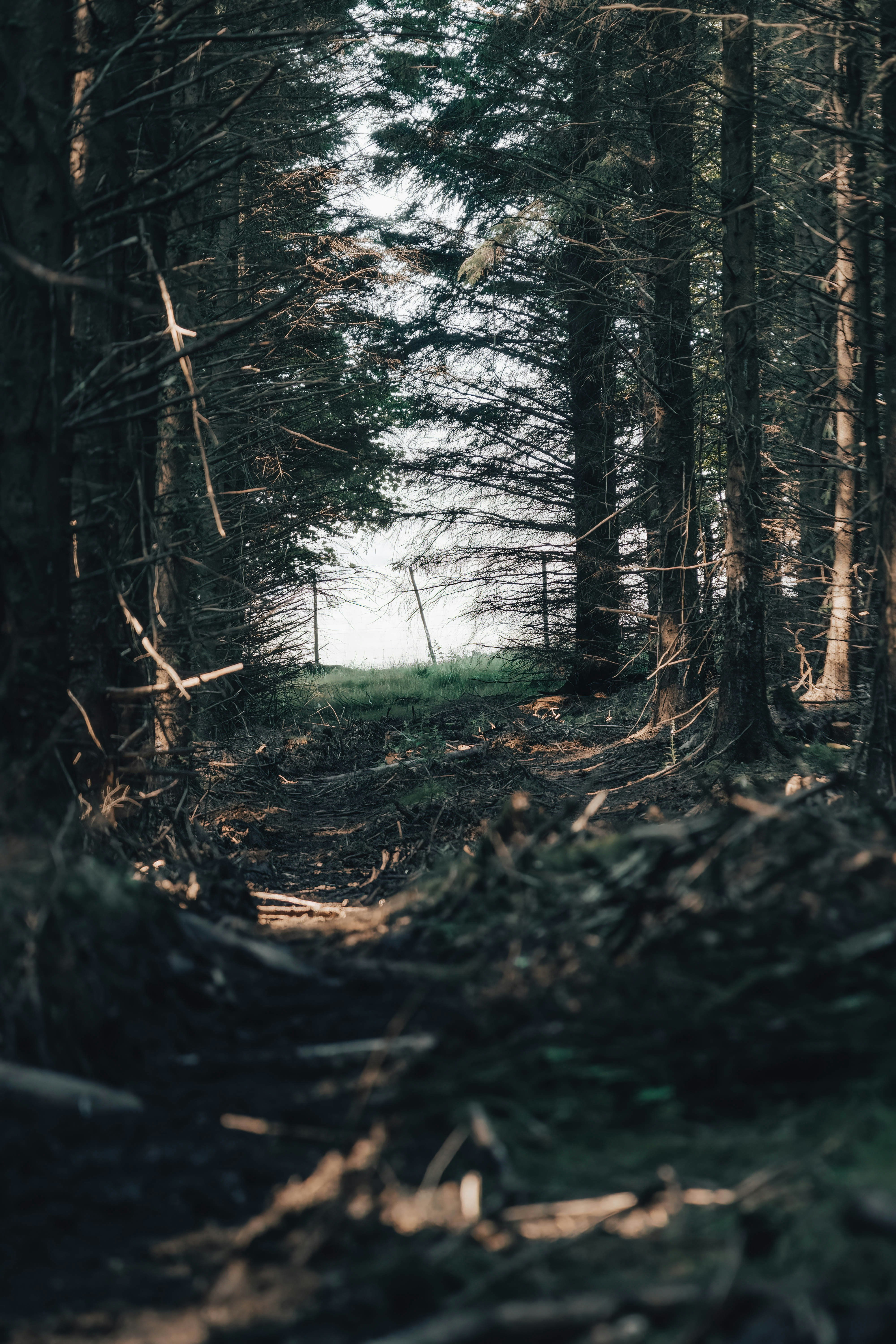 brown tree branches on ground