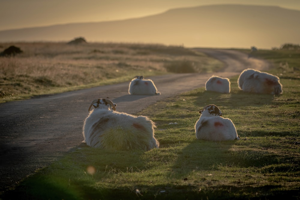 white sheep on green grass field during daytime