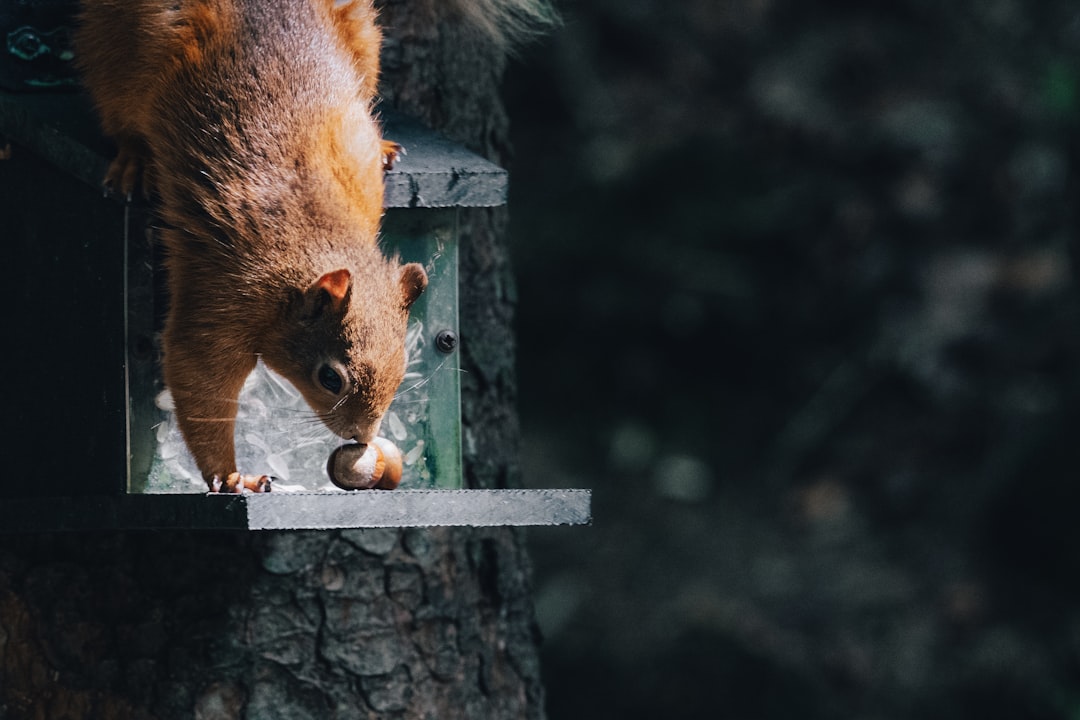 brown squirrel on brown wooden post