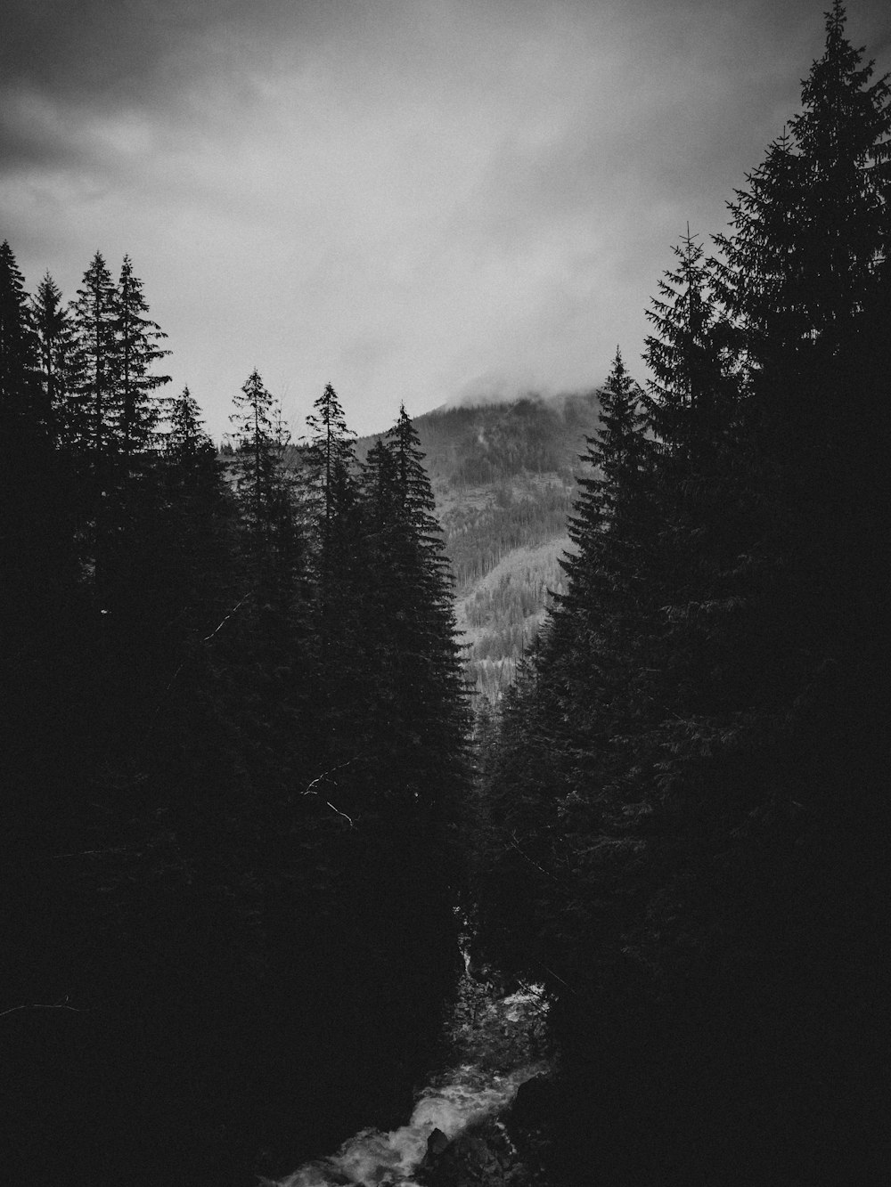 grayscale photo of pine trees