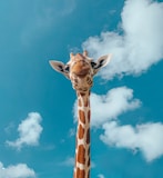brown giraffe under blue sky during daytime