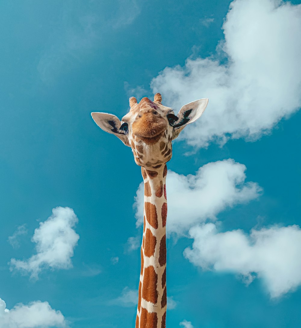 girafa marrom sob o céu azul durante o dia