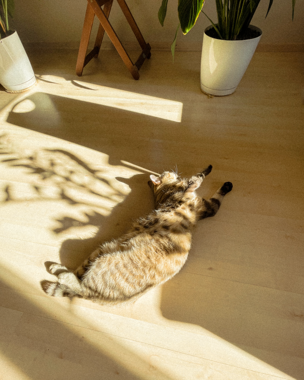 brown tabby cat lying on white textile