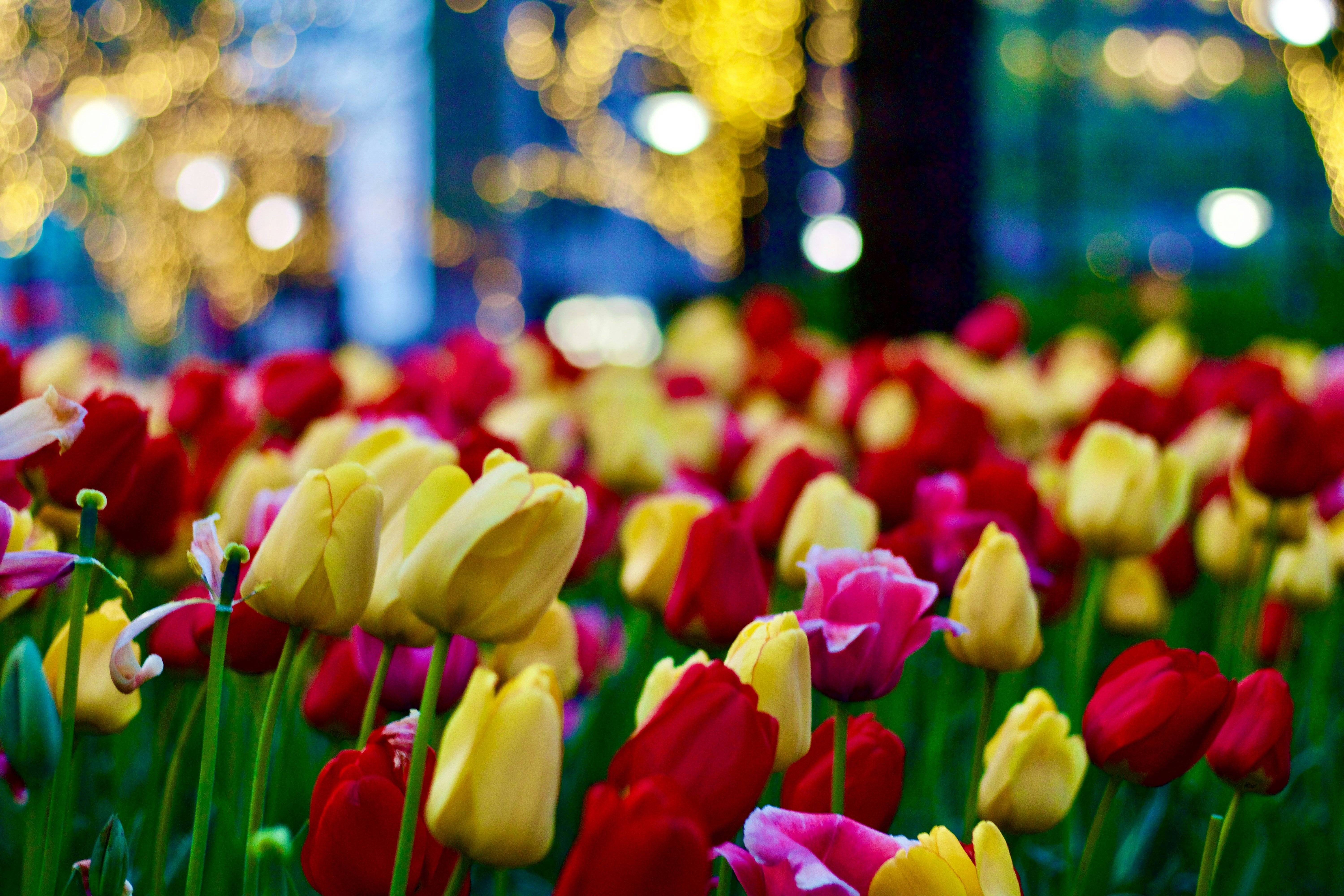yellow and pink tulips in bloom during night time