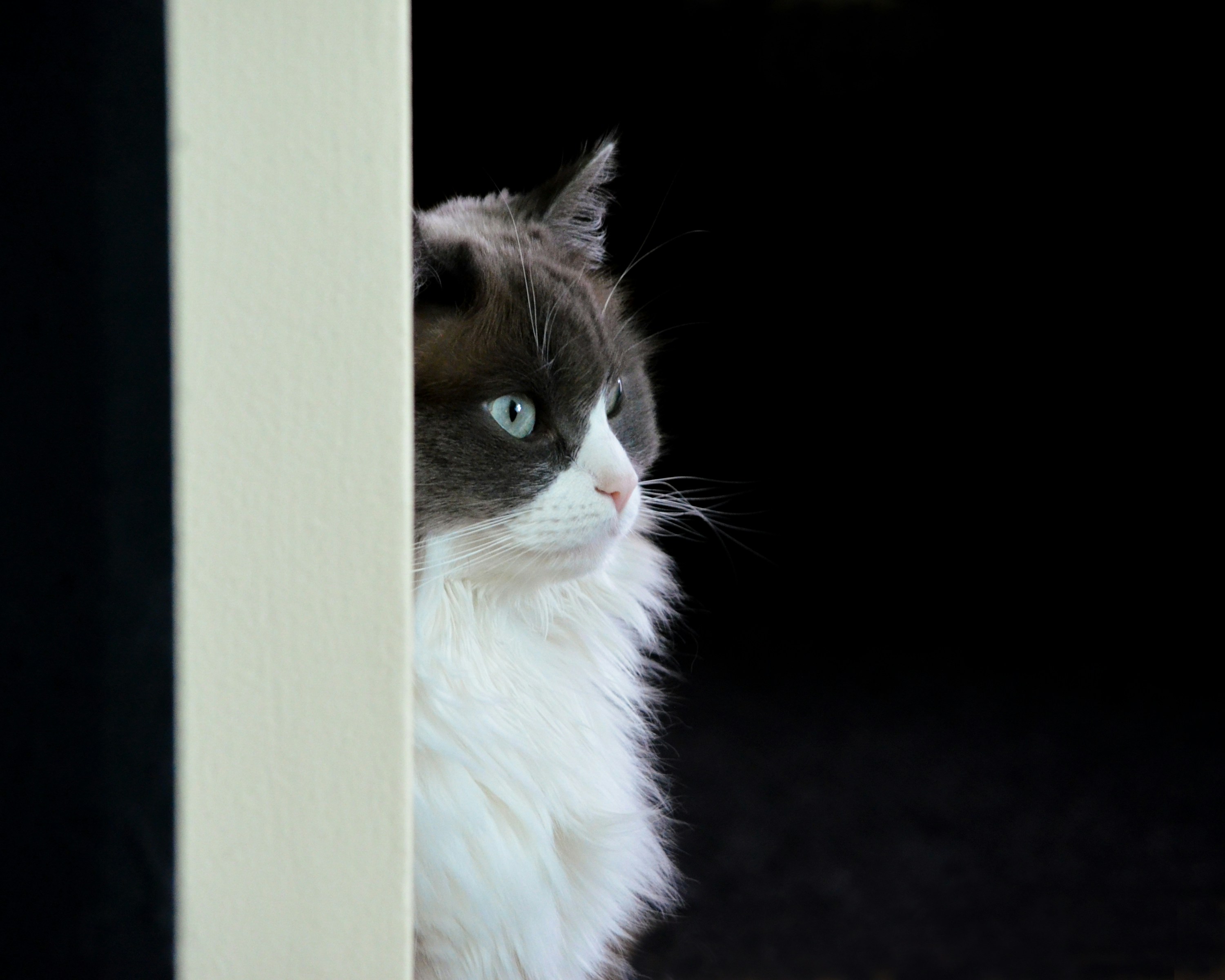 white and black cat on black floor