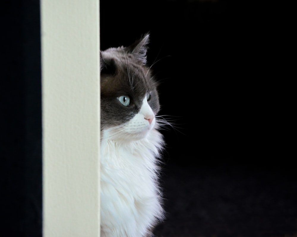 white and black cat on black floor