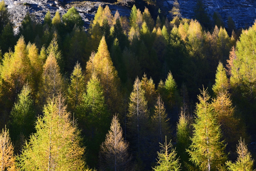 green and yellow trees during daytime