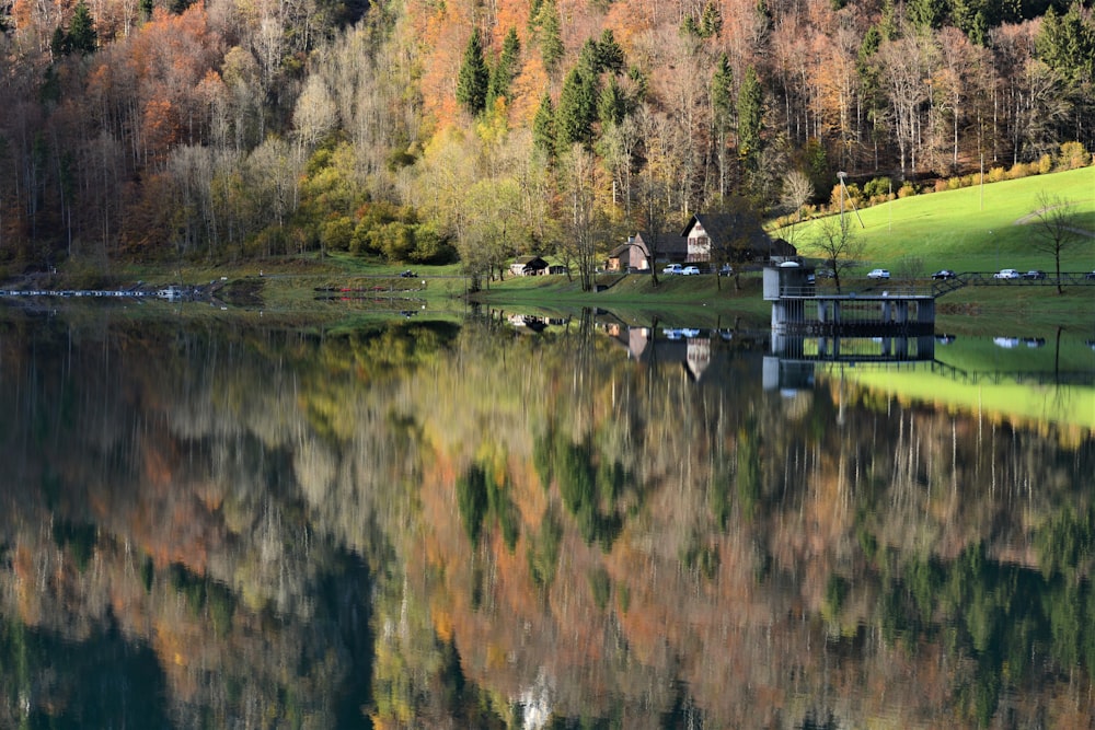 green and brown trees beside river during daytime