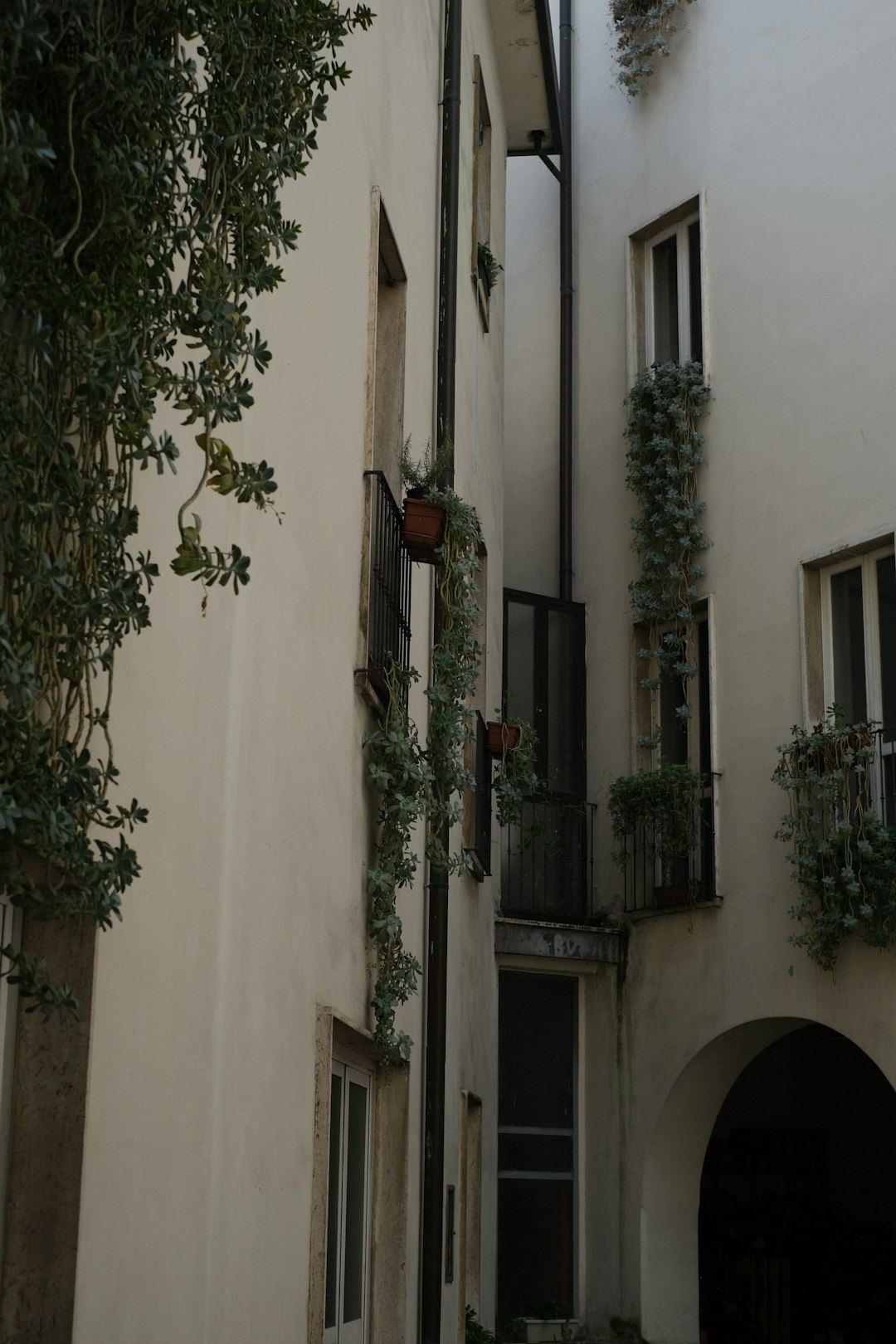 green plant on white concrete building