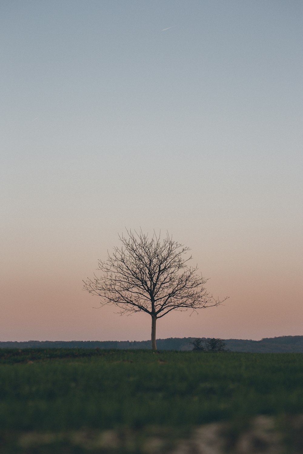 leafless tree on green grass field under white sky during daytime