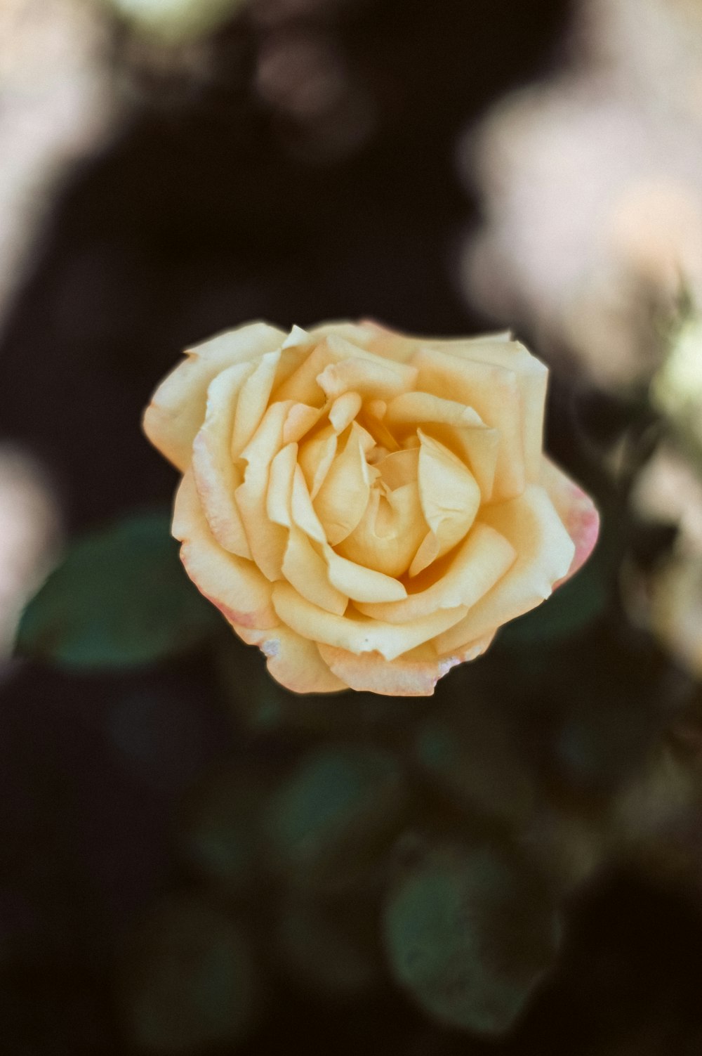 yellow rose in bloom during daytime