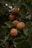 Several ripe apricots are hanging among dense, dark green leaves on a tree branch. The apricots have a warm, orange hue and are slightly speckled. The leaves are broad and create a lush backdrop.