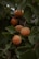 Several ripe apricots are hanging among dense, dark green leaves on a tree branch. The apricots have a warm, orange hue and are slightly speckled. The leaves are broad and create a lush backdrop.