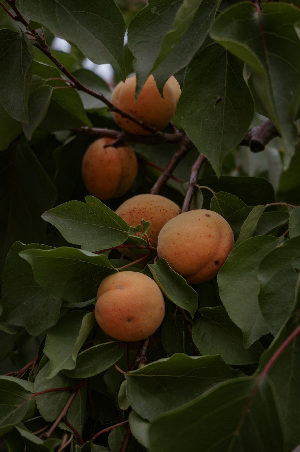 frutos de laranjeira na árvore durante o dia