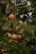 Branch of a tree laden with ripe orange apricots surrounded by lush green leaves. The fruits are numerous and appear to be healthy, indicating a fruitful harvest.