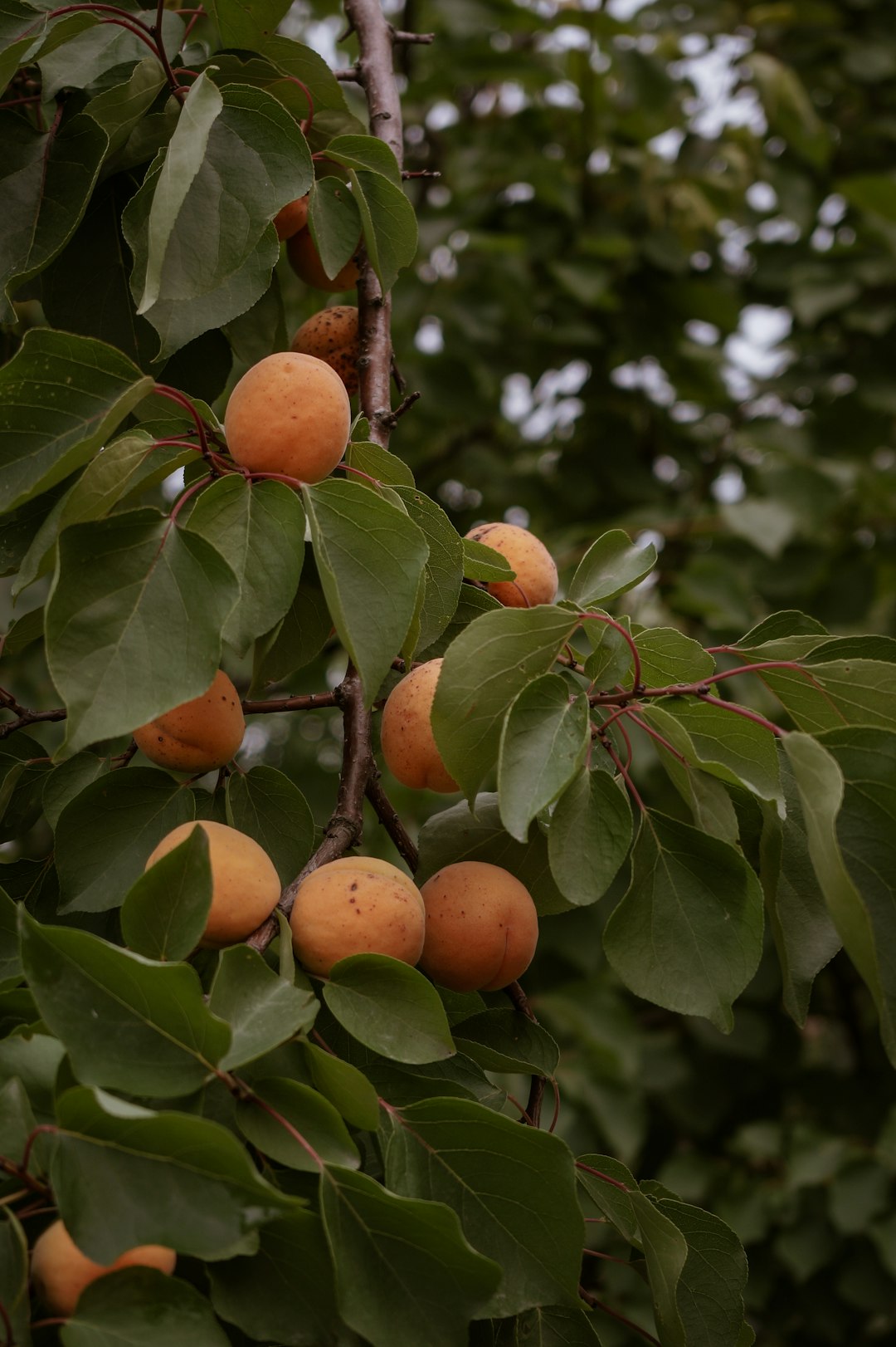 orange fruit on tree during daytime