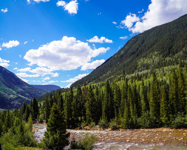 Pine trees lining a Colorado river under clear blue sky — tailwater country
