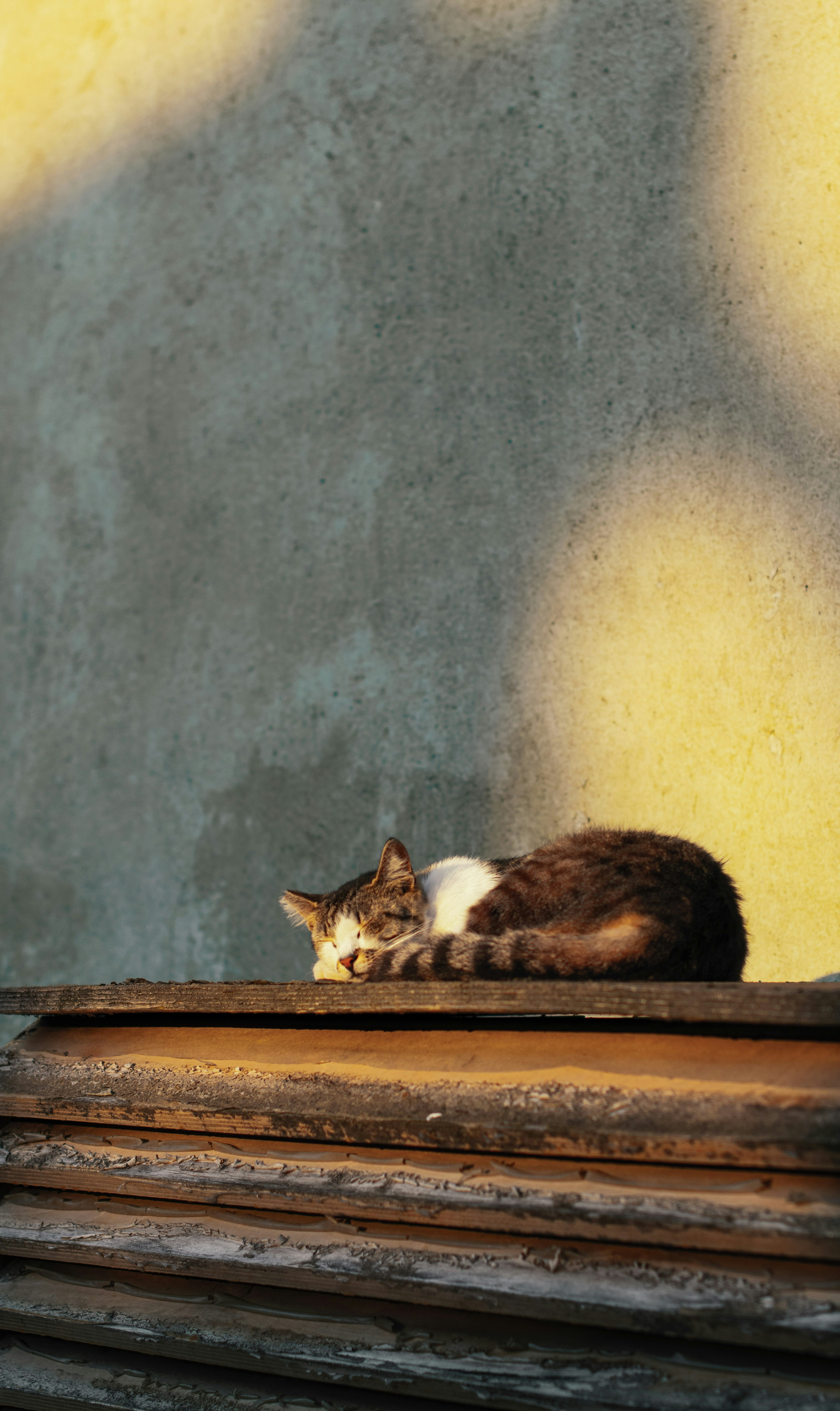 Photo by danielabeleva