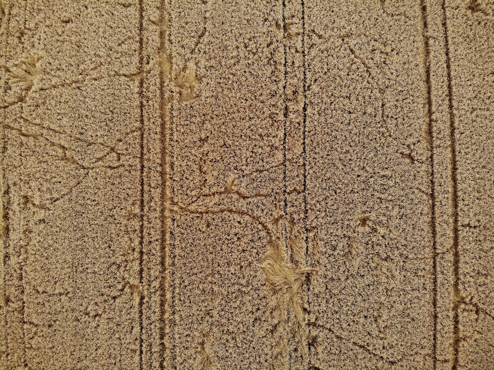 brown dried leaves on brown sand