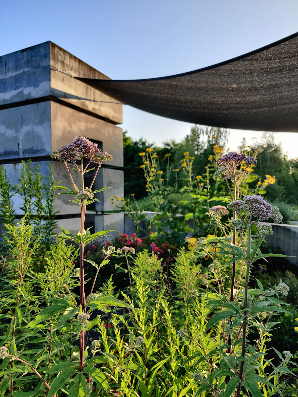 green plants near brown wooden house during daytime