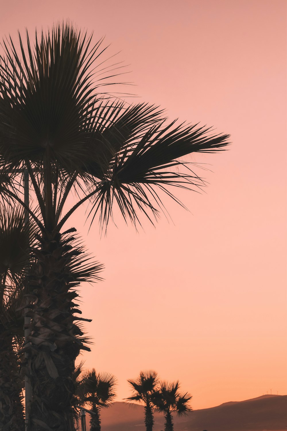 green palm tree during daytime