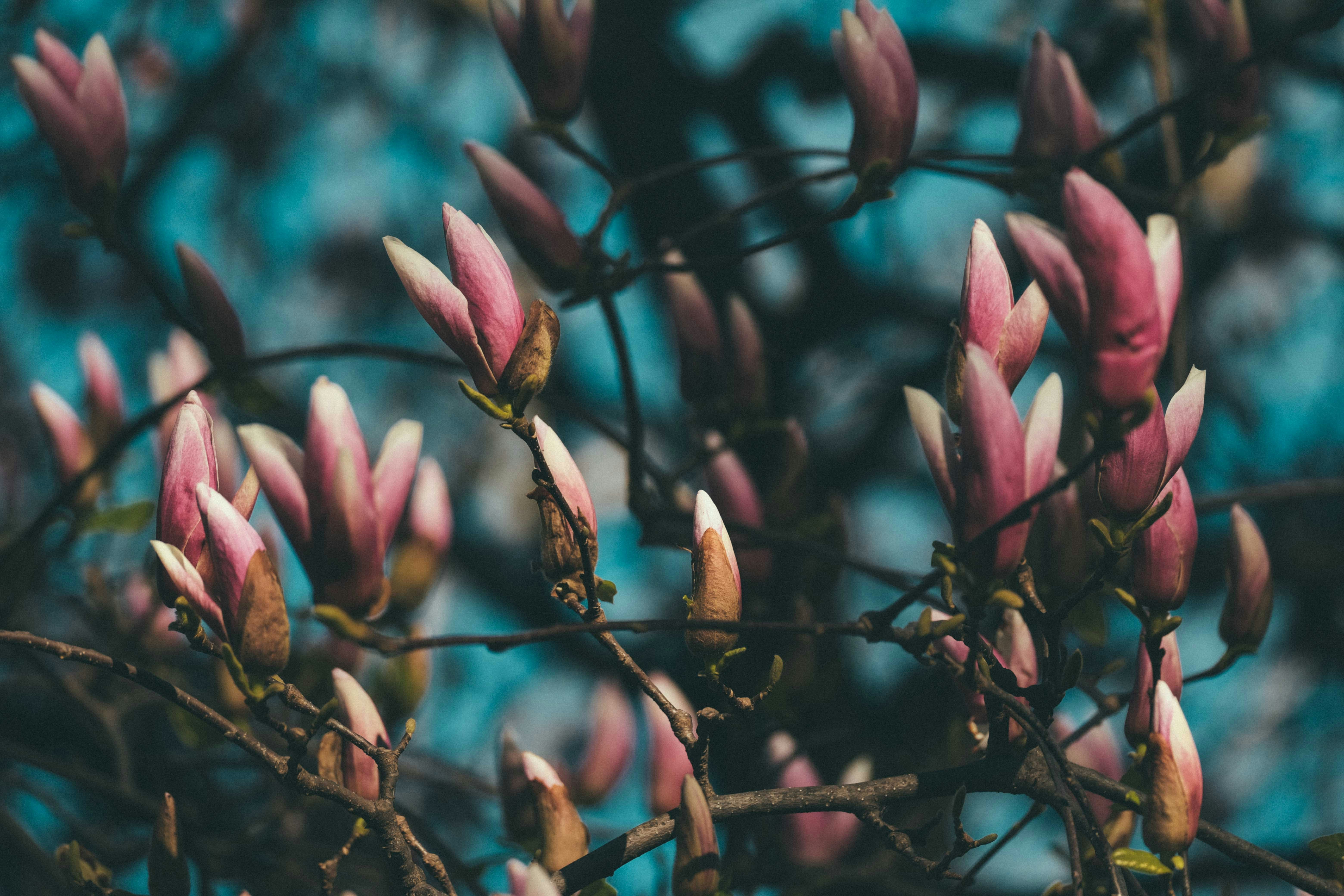 Photo by francesco_ungaro