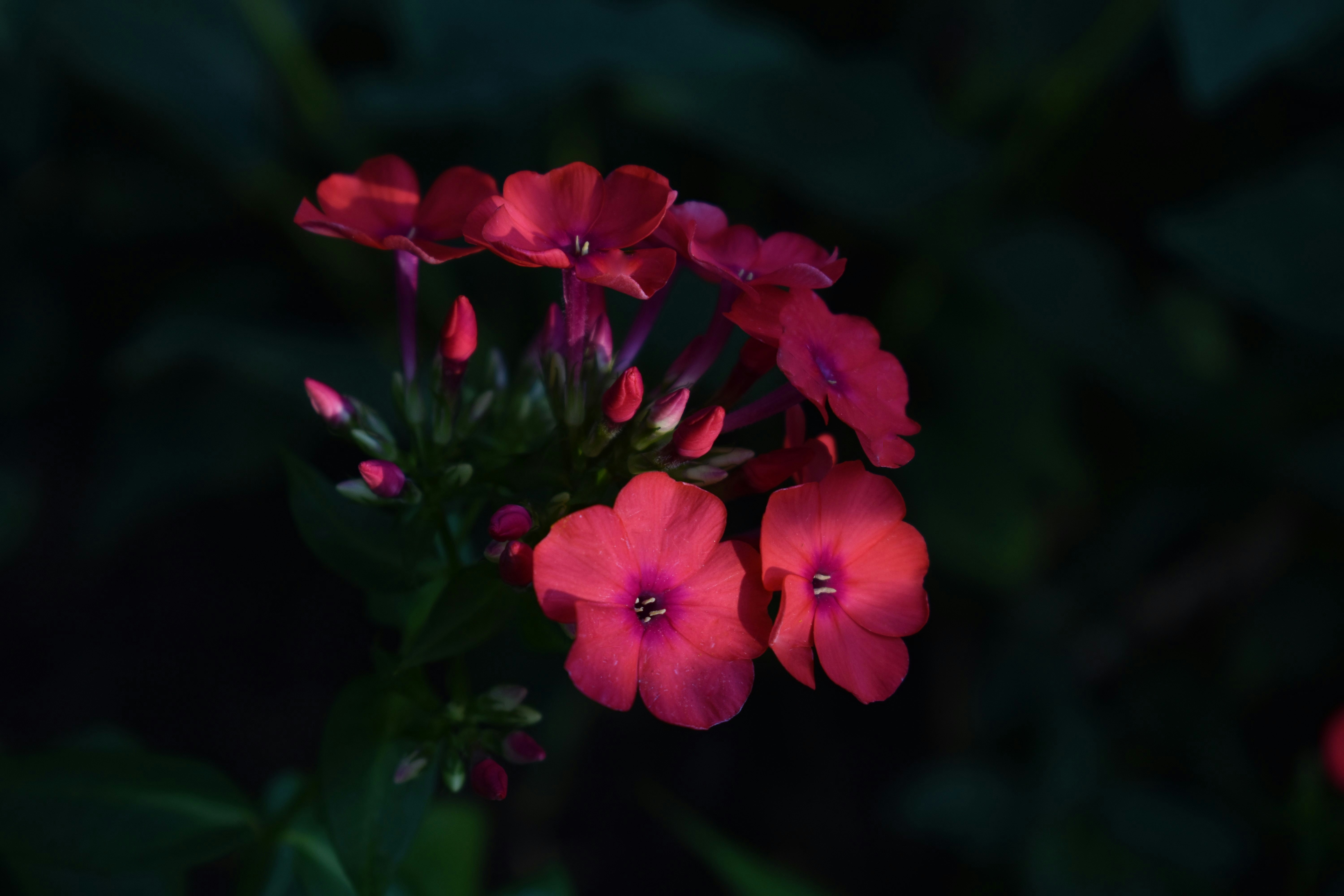 Photo by julieblake