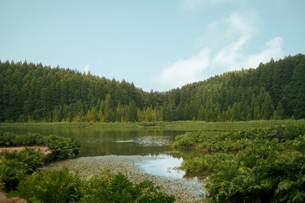 green trees beside river under white clouds during daytime