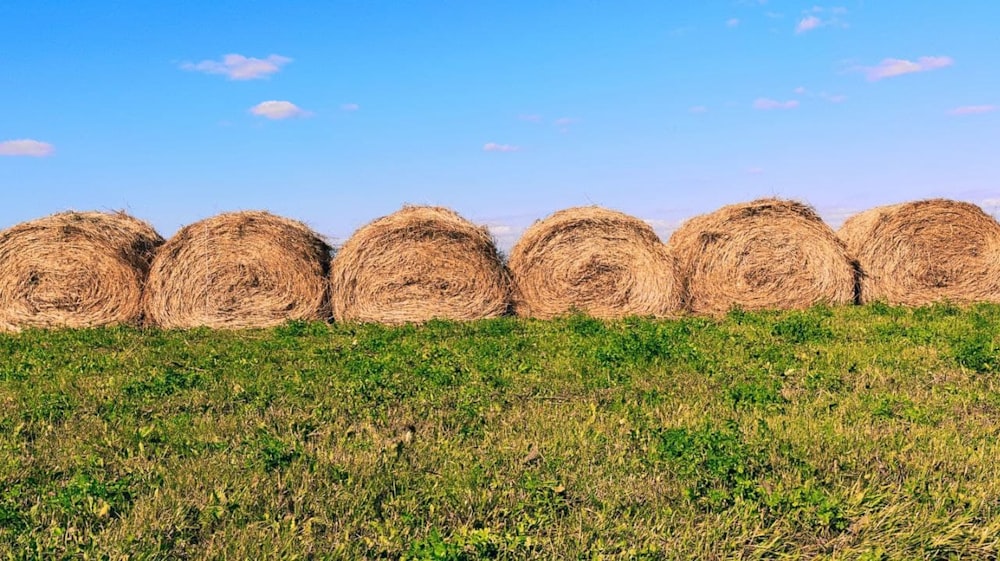 brown hays on green grass field under blue sky during daytime