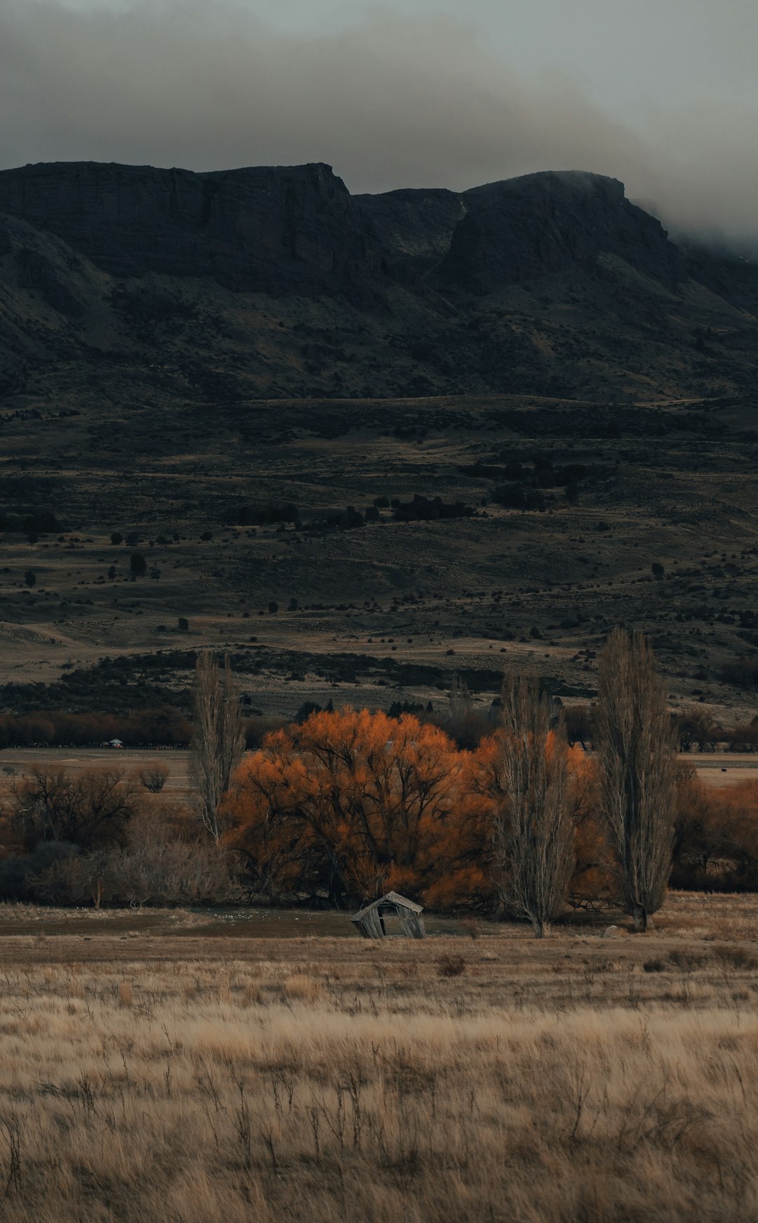 brown trees near mountain during daytime