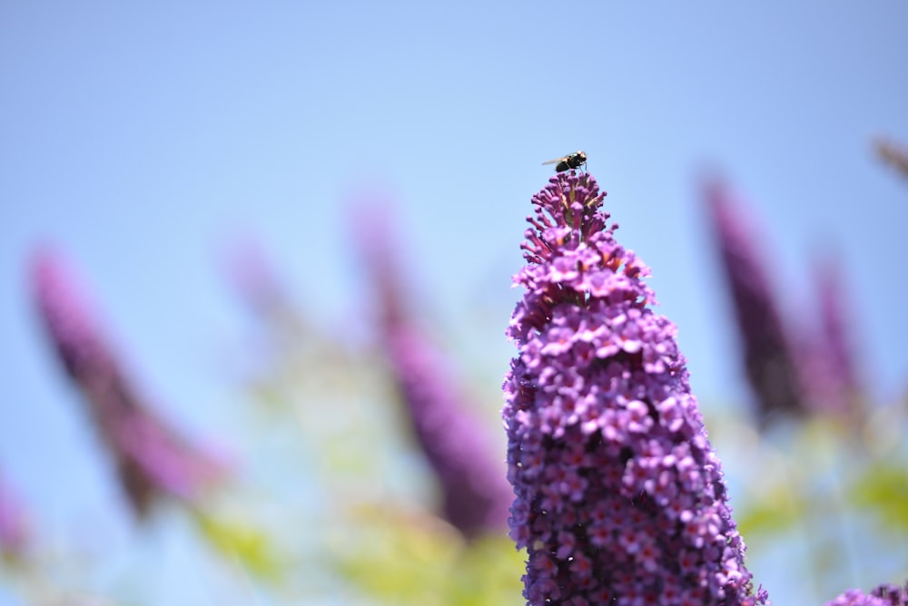 fleur violette dans une lentille à bascule