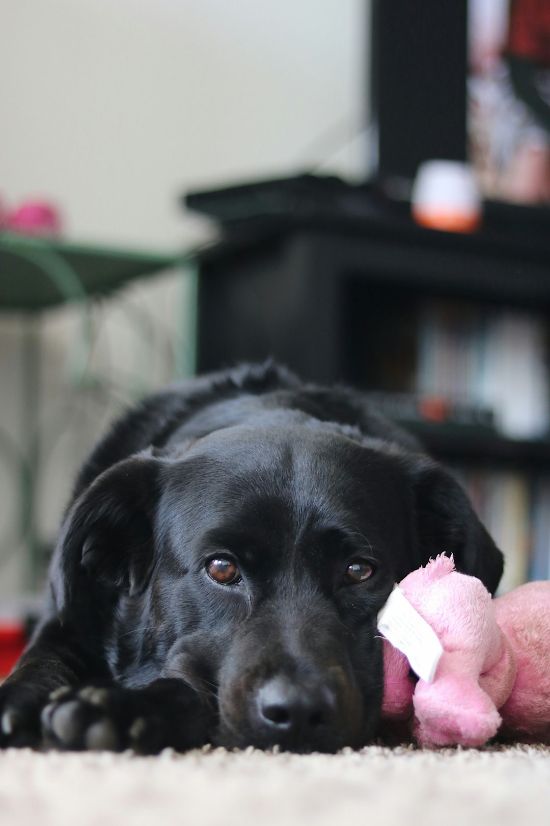 black labrador retriever biting pink plush toy