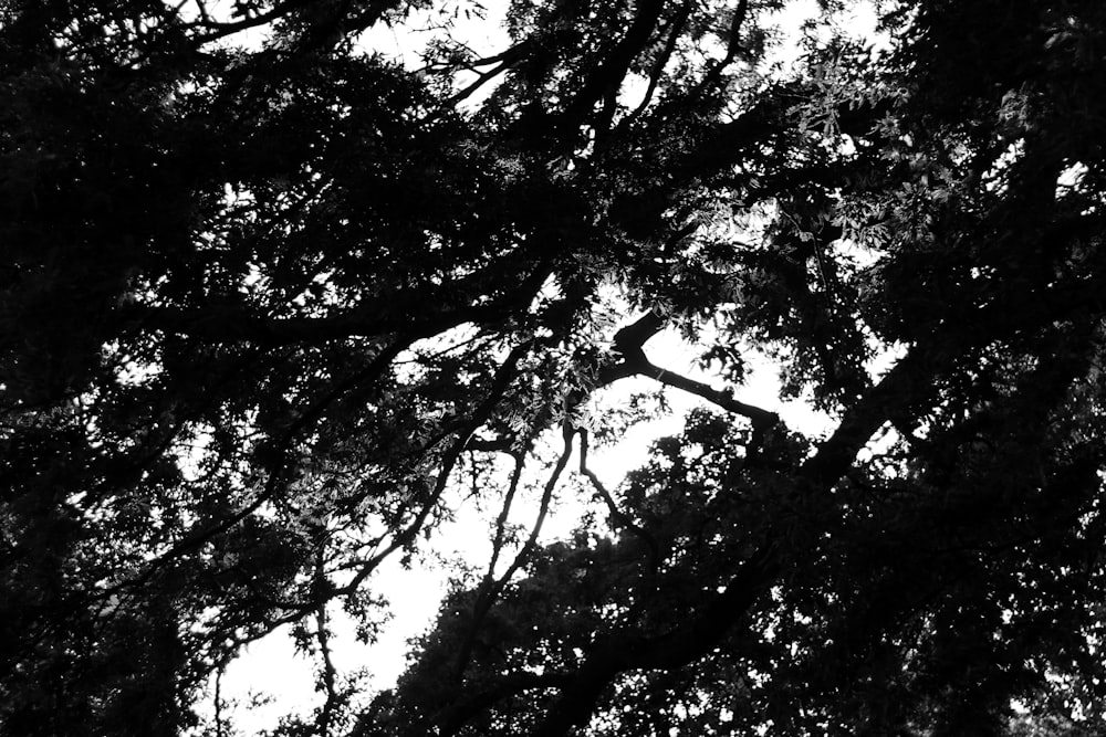 樹木のローアングル撮影
