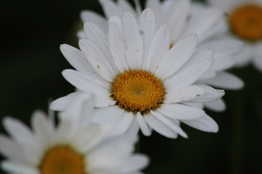 white daisy in bloom during daytime