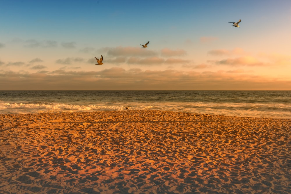 birds flying over the sea during sunset