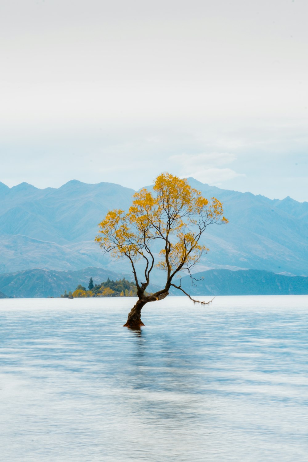 brown tree on body of water during daytime
