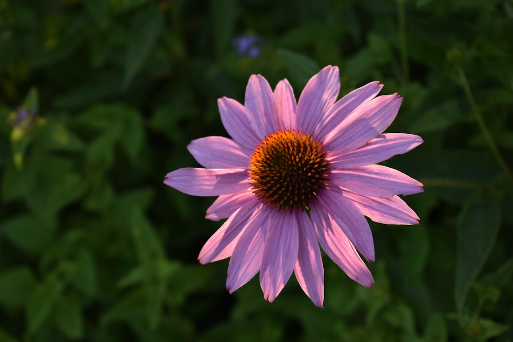 purple flower in tilt shift lens