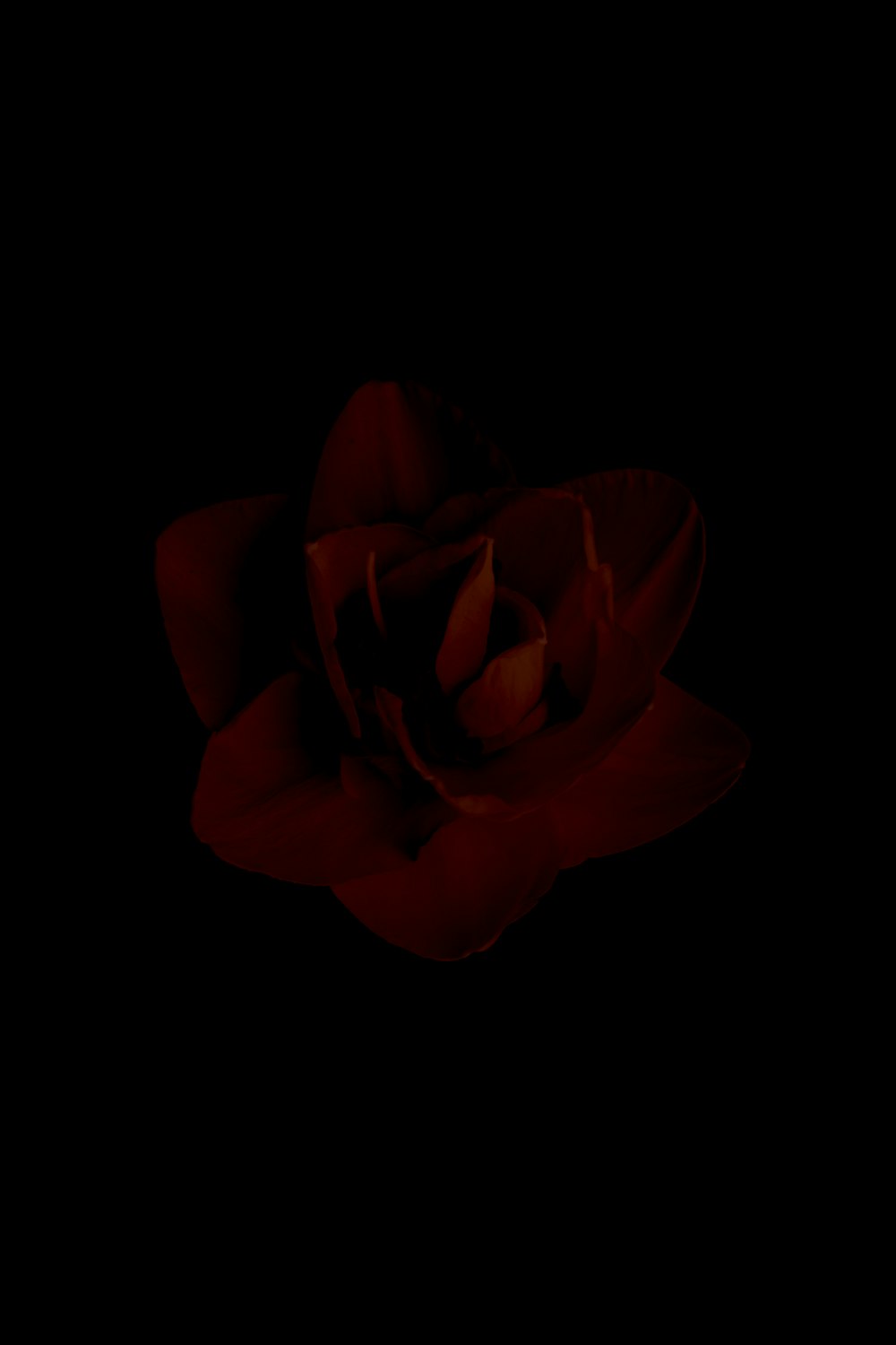 red rose in black background