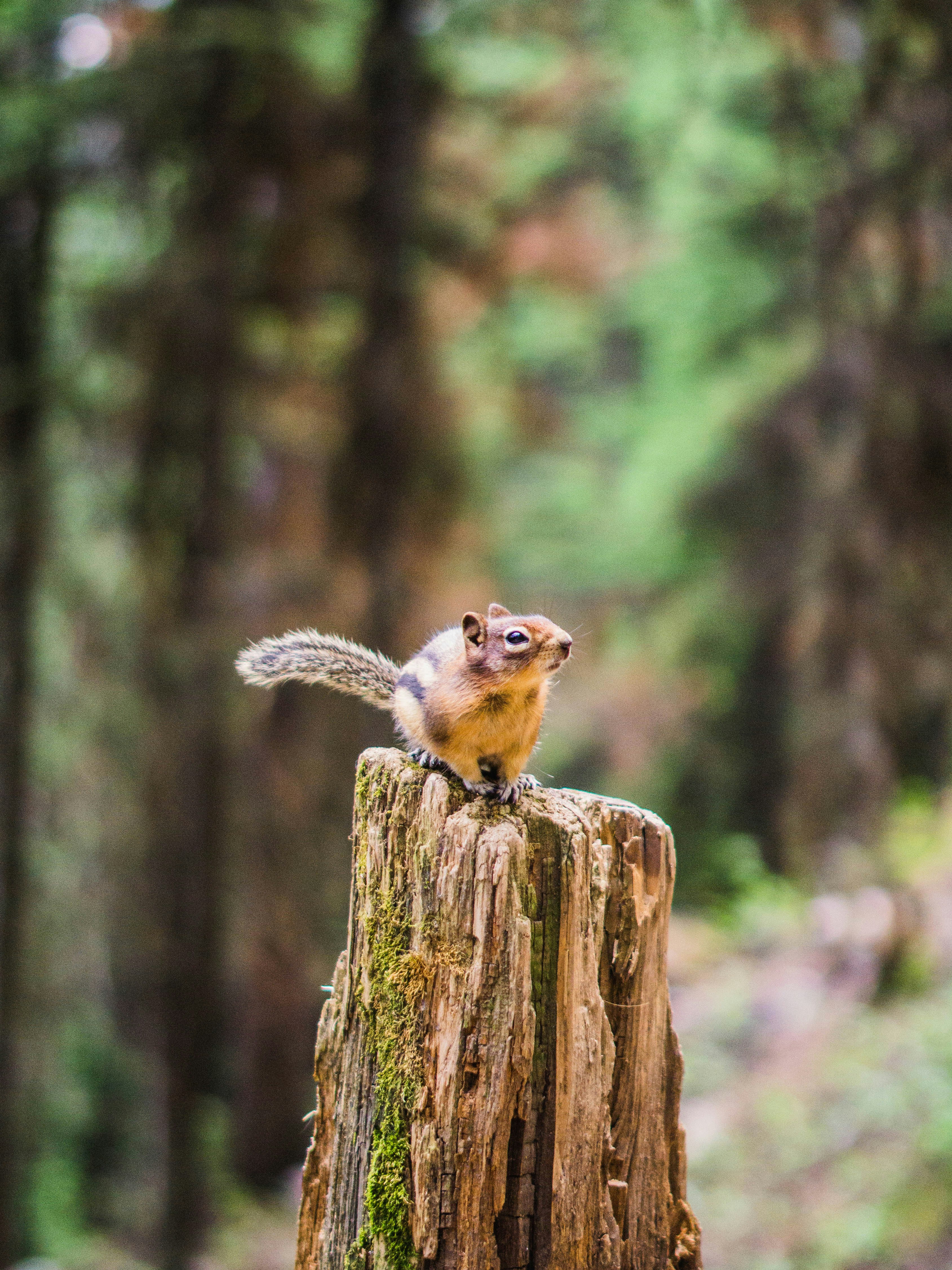 braunes Eichhörnchen tagsüber auf braunem Holzpfosten