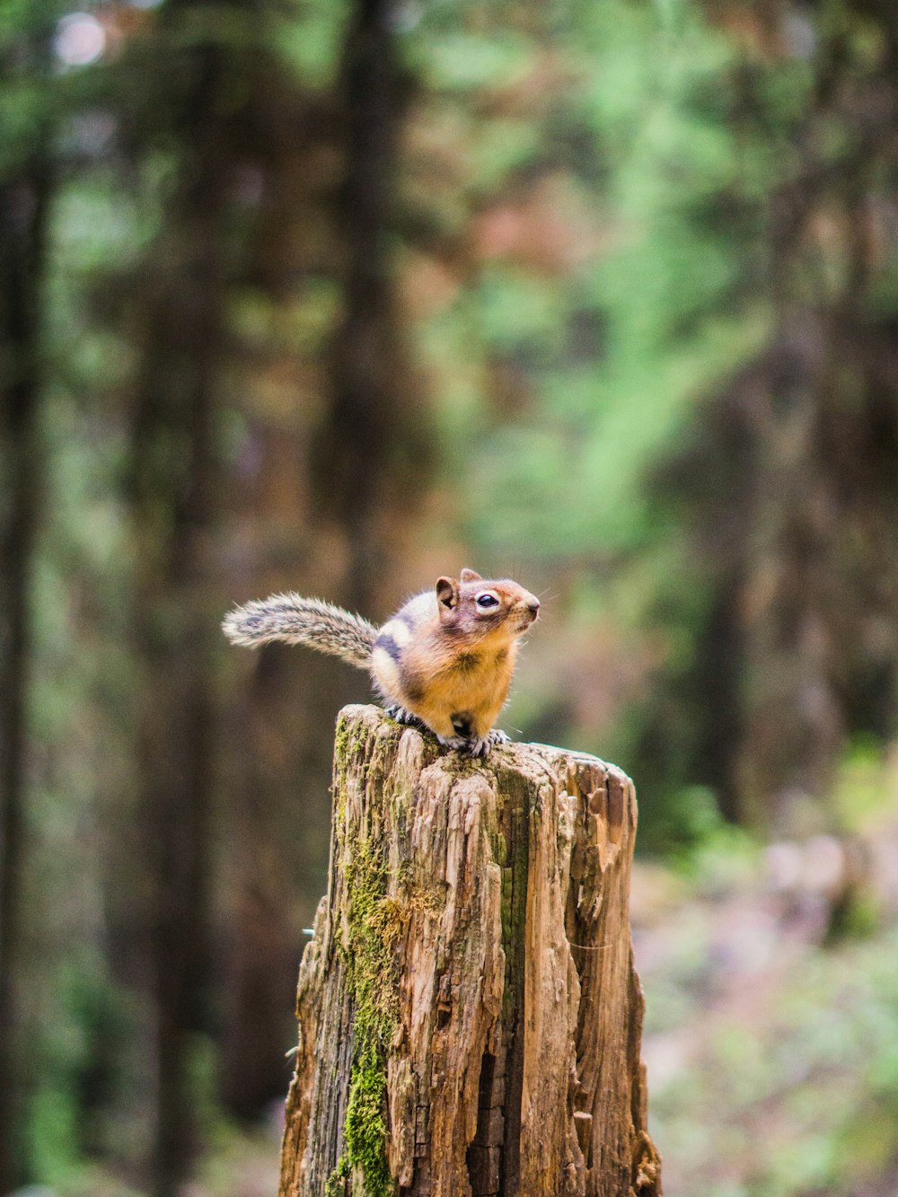 brown squirrel on brown wooden post during daytime