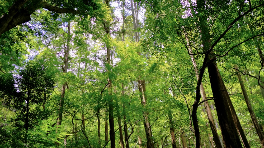 green trees under sunny sky