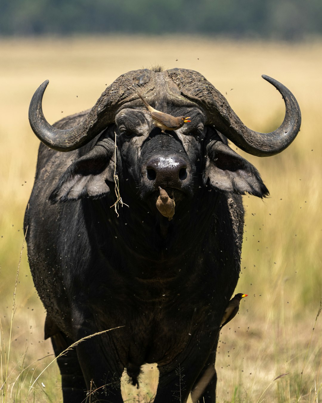 black water buffalo on brown grass field during daytime