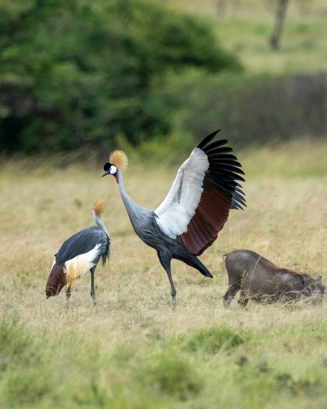 grey crowned crane on green grass field during daytime