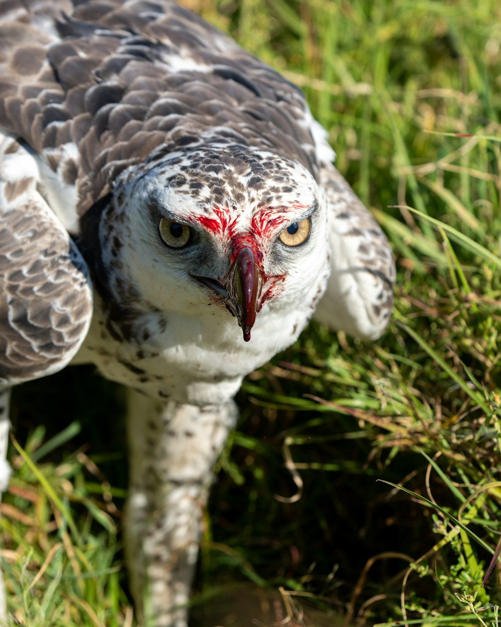 white and red bird on green grass