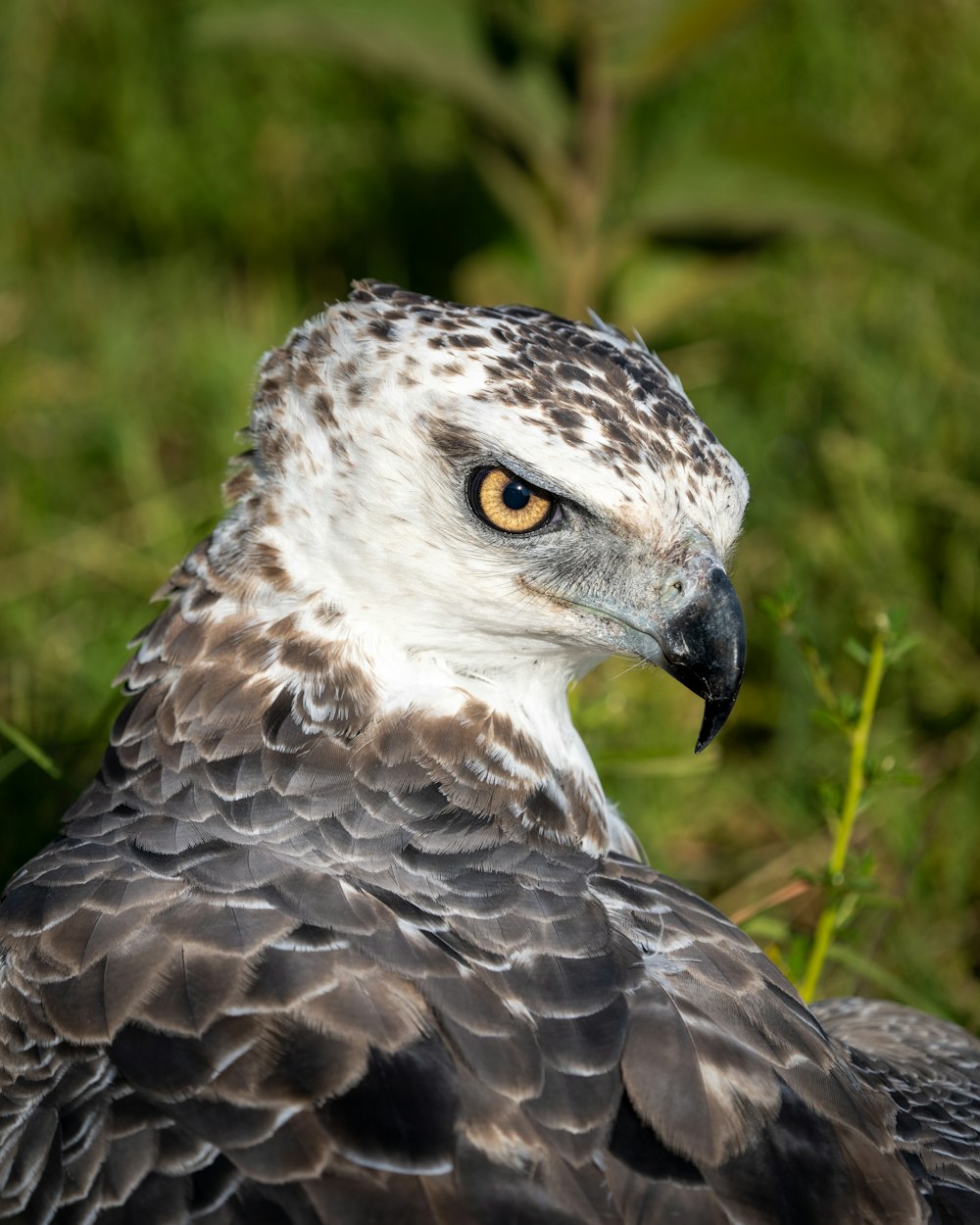 brown and white owl on green grass during daytime