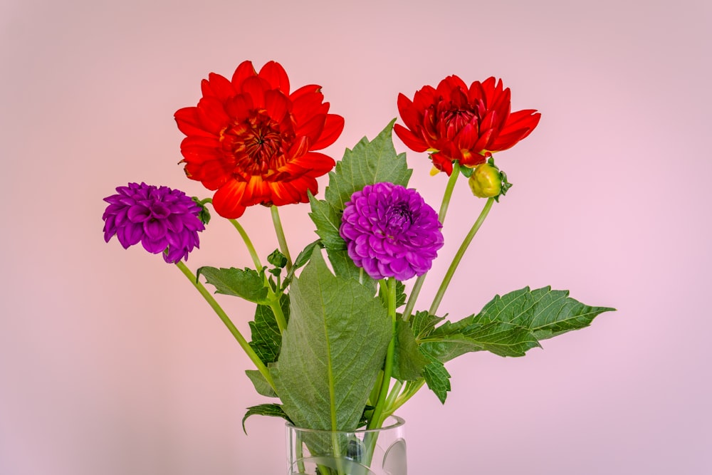 flores vermelhas no vaso de vidro transparente