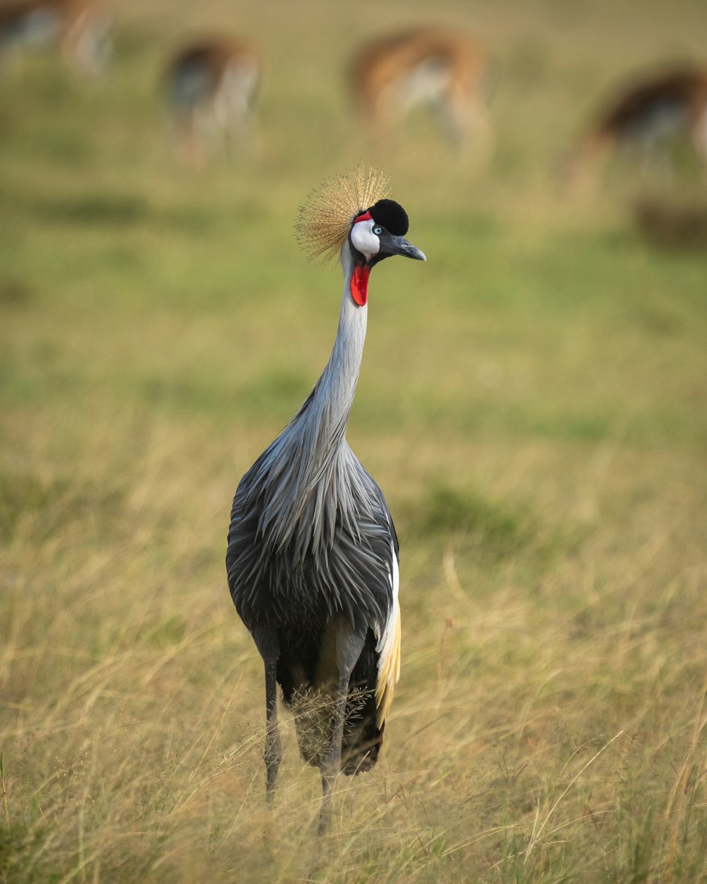 grey and black bird on green grass field during daytime