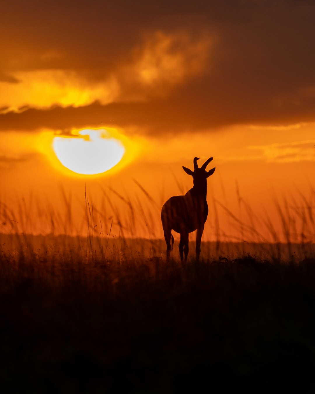 silhouette of deer on grass field during sunset