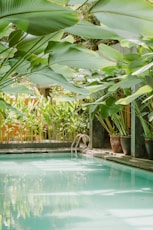 green banana tree near swimming pool during daytime