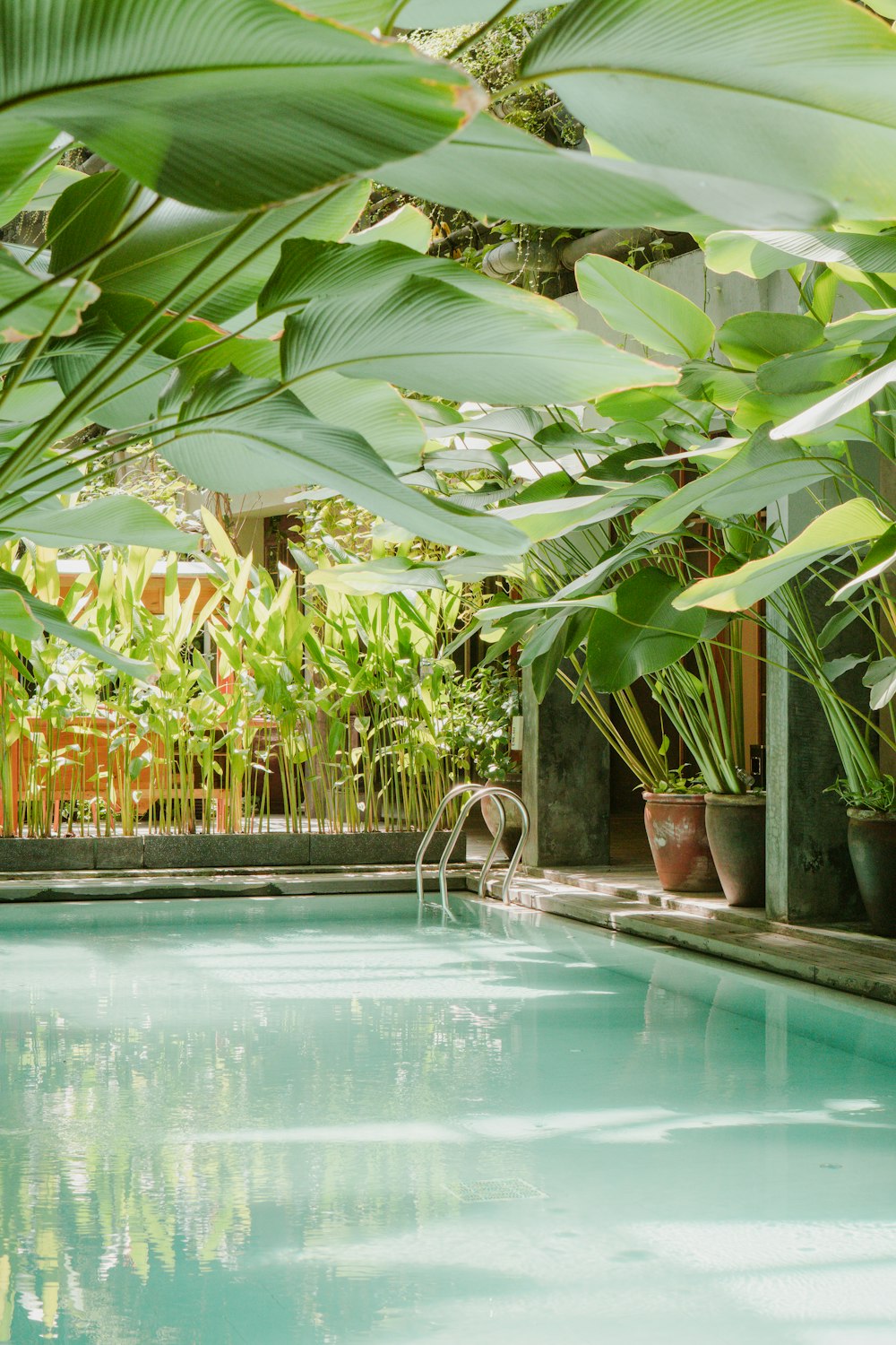 bananeira verde perto da piscina durante o dia
